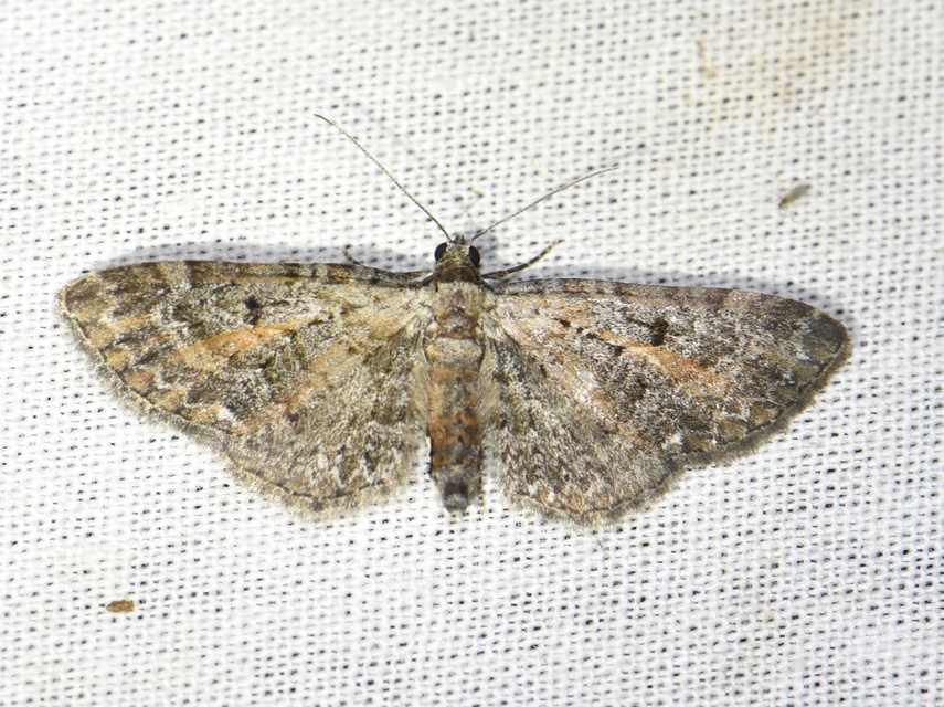 Eupithecia icterata - rozsdafoltos törpearaszoló