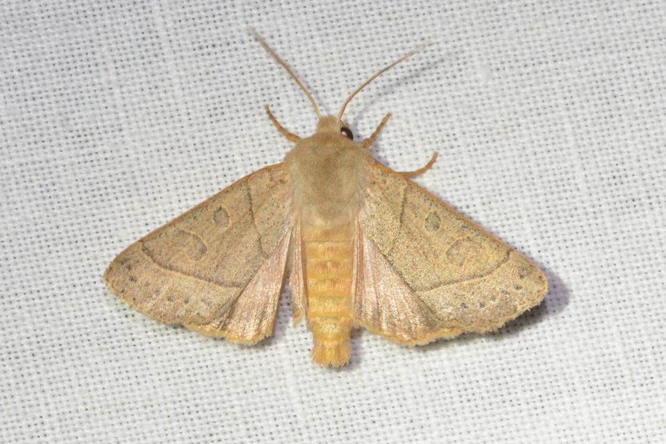 Mesogona acetosellae - madársóskabagoly