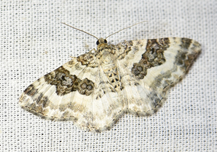 Epirrhoe rivata - ékfoltos tarkaaraszoló