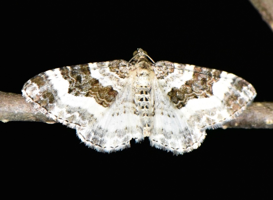 Epirrhoe rivata - ékfoltos tarkaaraszoló