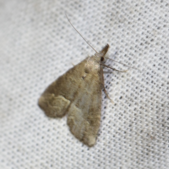 Schrankia taenialis - lomberdei karcsúbagoly