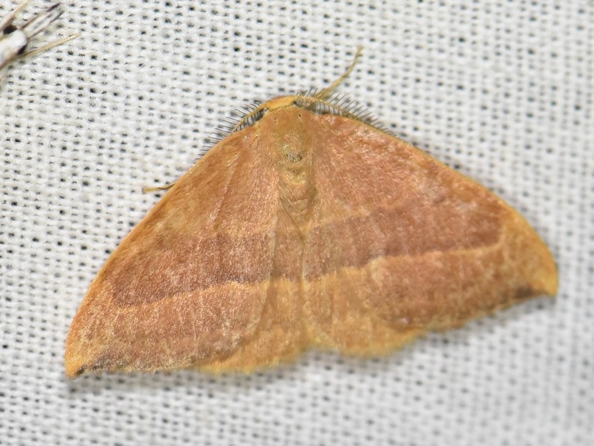 Watsonalla cultraria - bükkfa-sarlósszövő