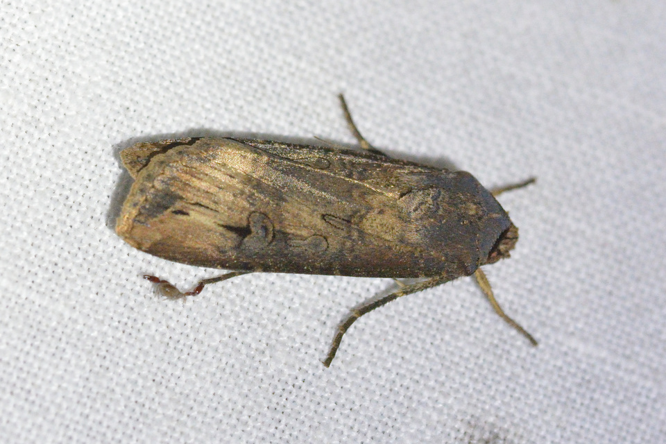 Agrotis ipsilon - nagy földibagoly
