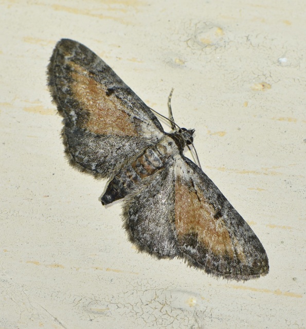 Eupithecia icterata - rozsdafoltos törpearaszoló