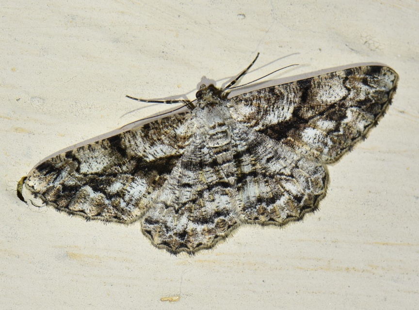 Peribatodes umbraria - fagyal-faaraszoló