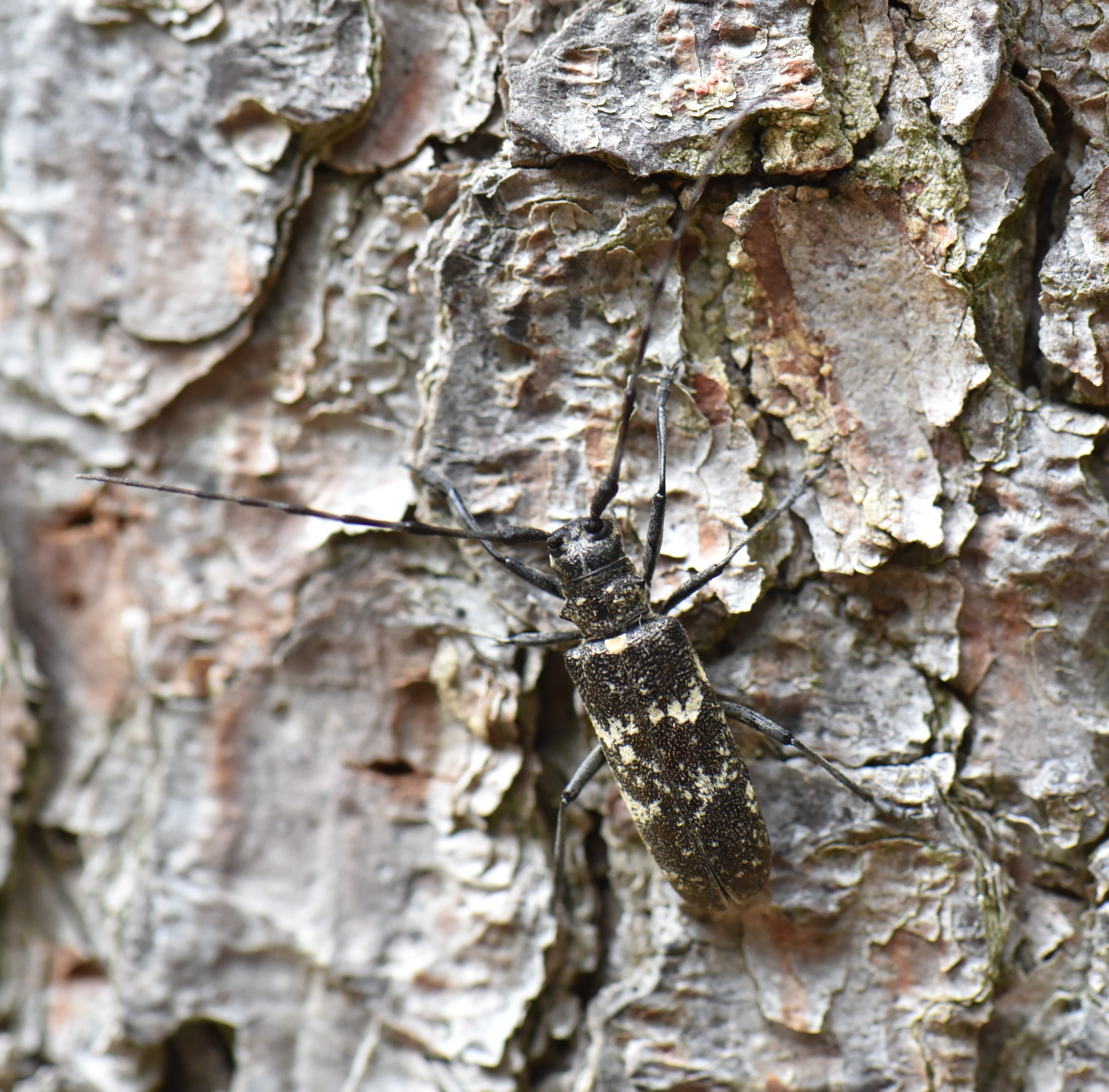 Monochamus sartor - nagy fenyvescincér