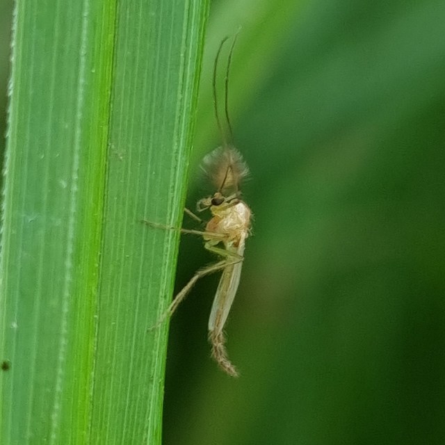 Chironominae