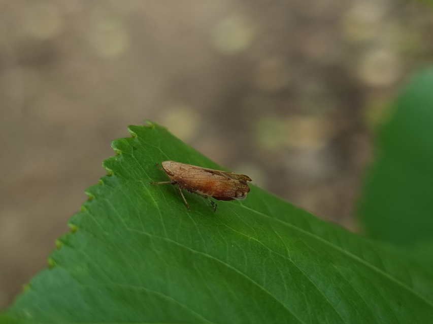 Fieberiella florii