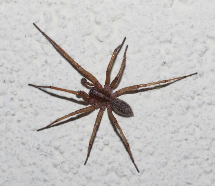 Eratigena agrestis - réti zugpók