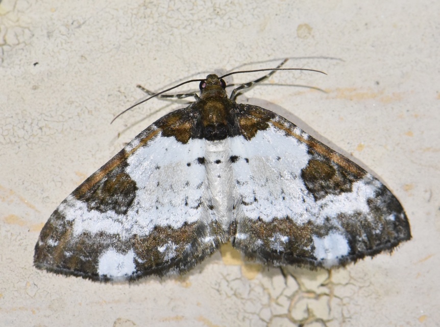 Melanthia procellata - hullámos tarkaaraszoló