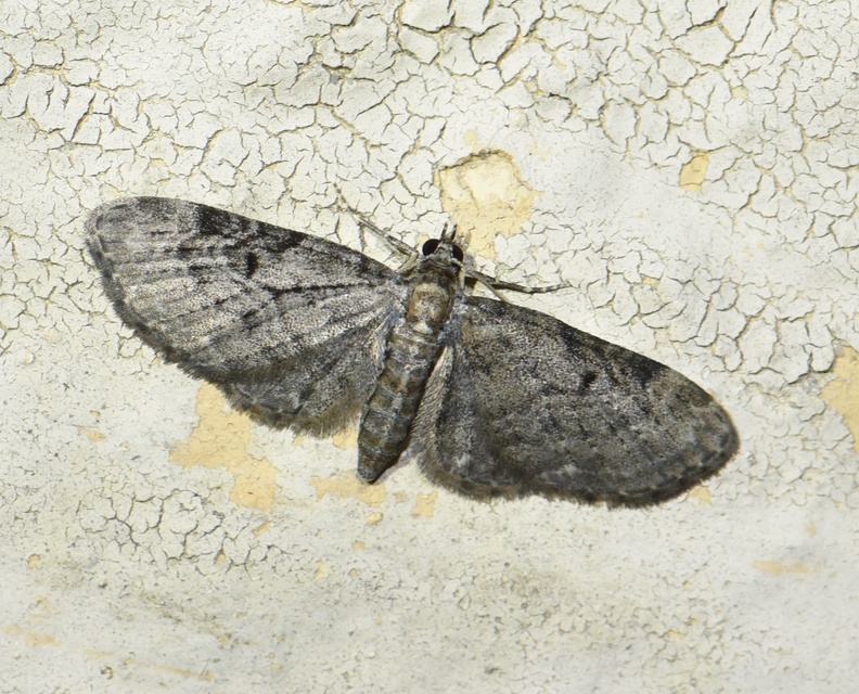 Eupithecia virgaureata - aranyvessző-törpearaszoló