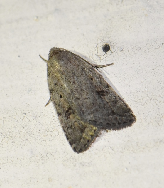 Athetis gluteosa - nyugtalan lápibagoly
