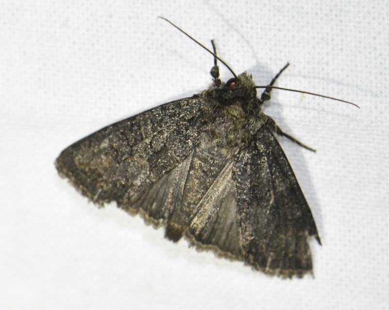 Dryobotodes monochroma - szürke tölgybagoly