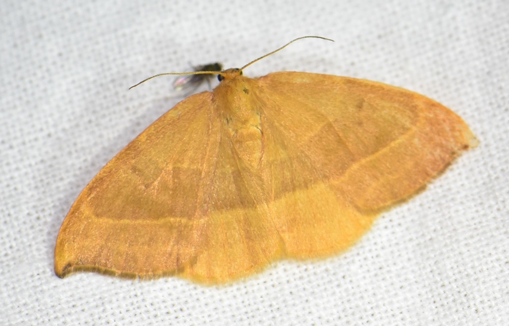 Watsonalla cultraria - bükkfa-sarlósszövő