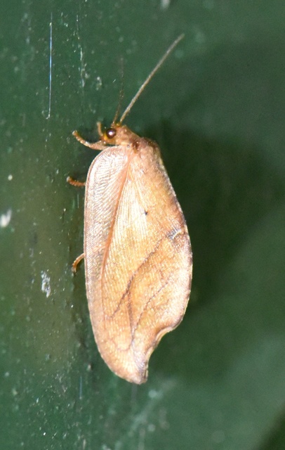 Drepanepteryx phalaenoides