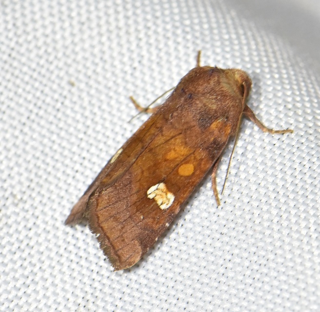 Amphipoea oculea - nagyfoltú lápibagoly
