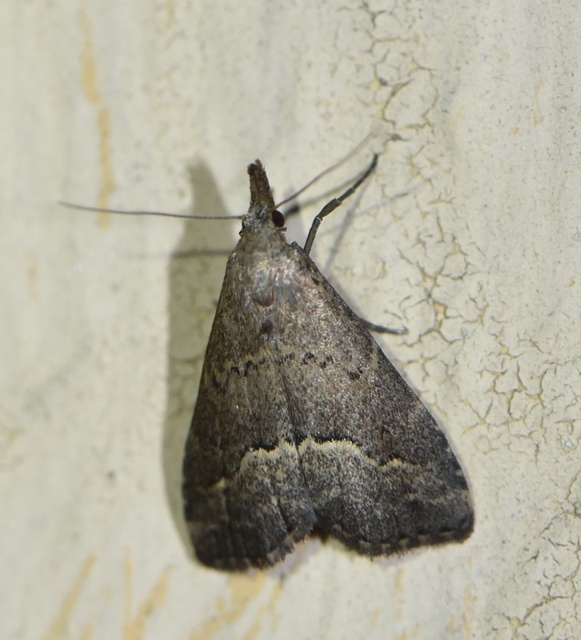 Schrankia taenialis - lomberdei karcsúbagoly