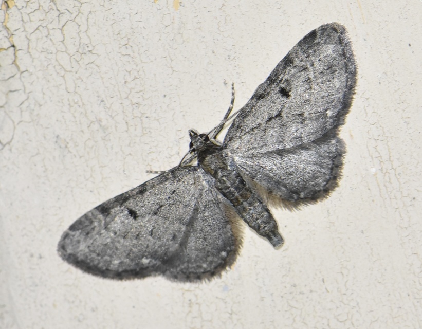 Eupithecia virgaureata - aranyvessző-törpearaszoló