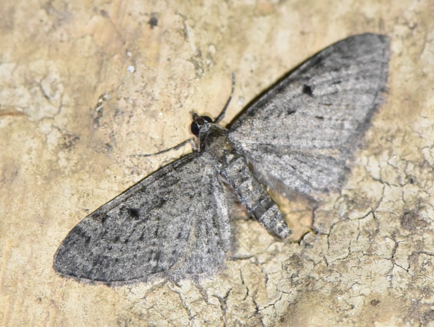 Eupithecia virgaureata - aranyvessző-törpearaszoló