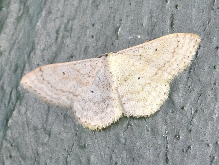 Scopula incanata - hamvas sávosaraszoló