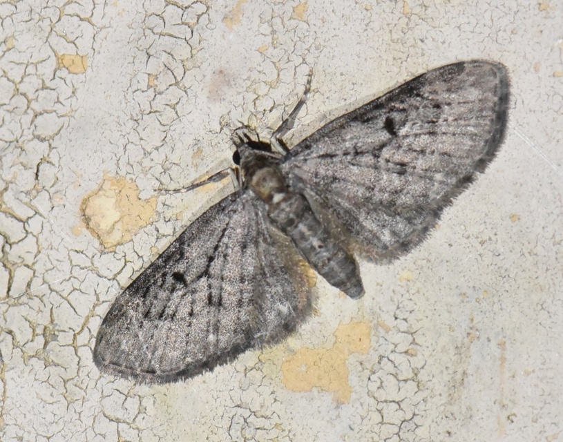 Eupithecia virgaureata - aranyvessző-törpearaszoló