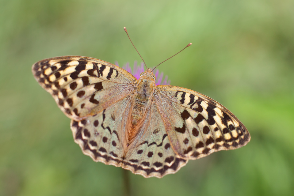 Argynnis pandora - zöldes gyöngyházlepke