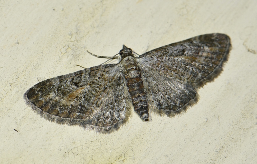 Eupithecia icterata - rozsdafoltos törpearaszoló