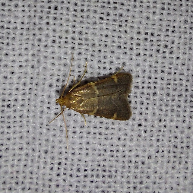 Pyralis perversalis - pusztai fényilonca Pyralis perversalis - pusztai fényilonca