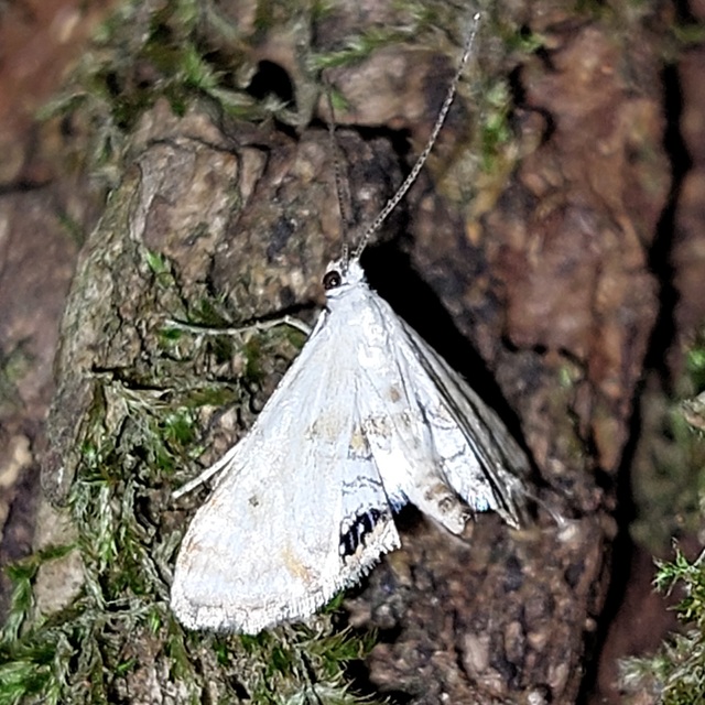 Cataclysta lemnata - békalencsemoly