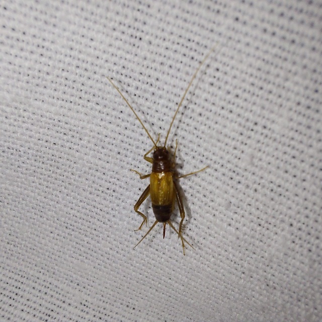 Stenonemobius bicolor ponticus - pontuszi karcsútücsök