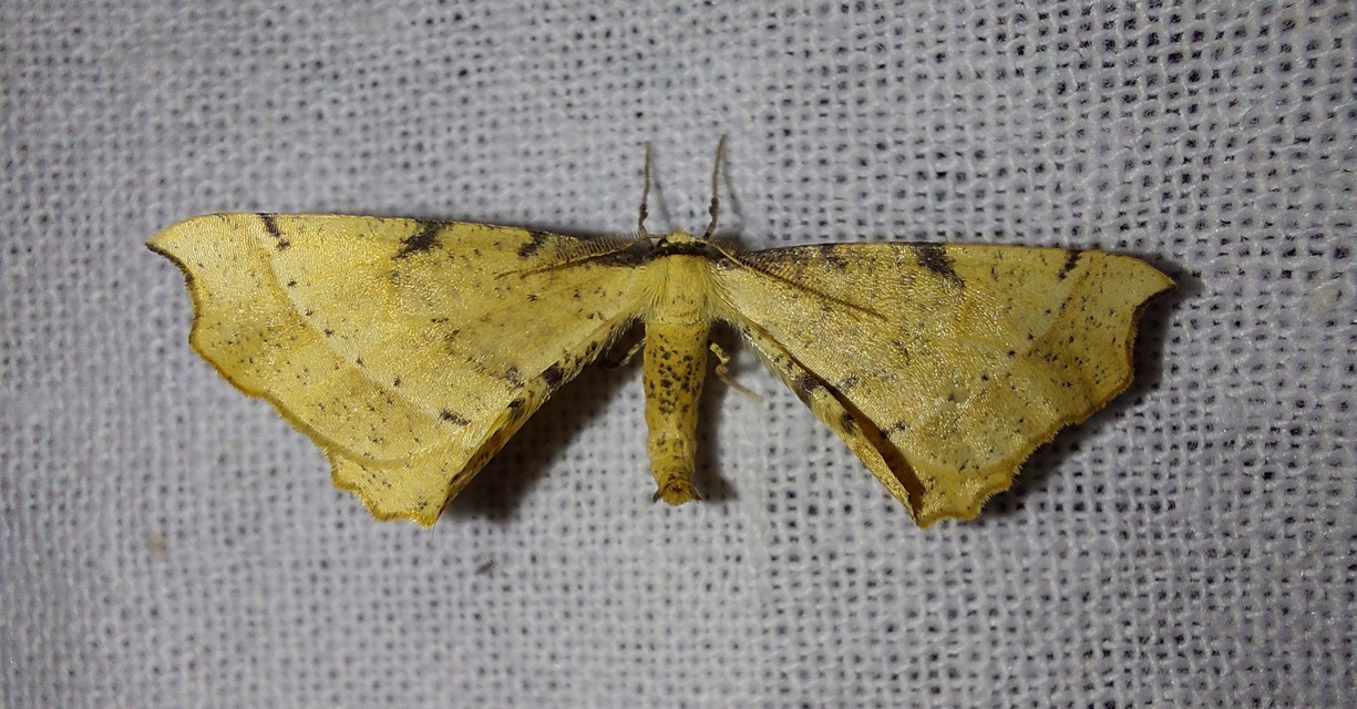 Artiora evonymaria - kecskerágó-araszoló