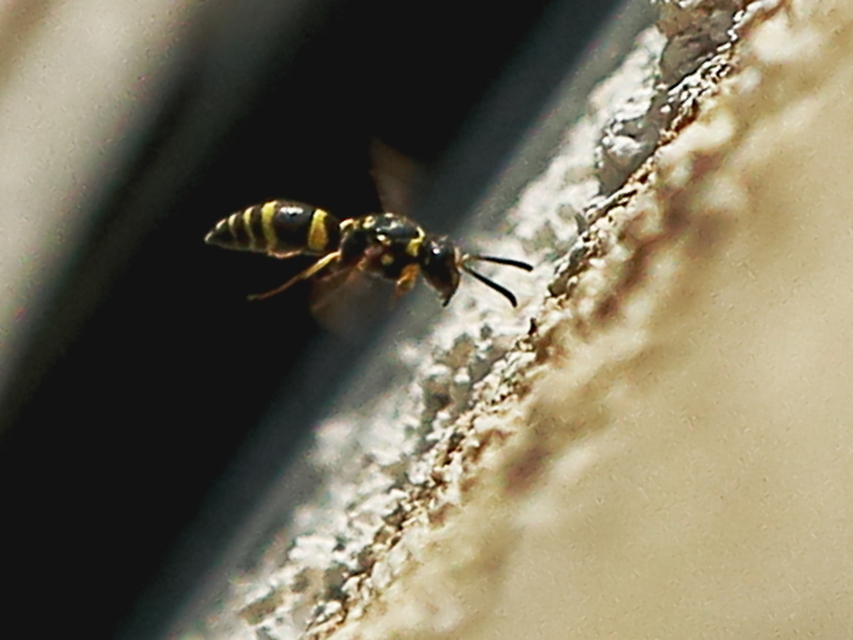 Ancistrocerus