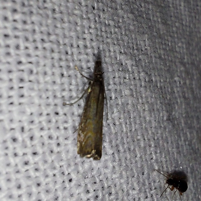 Platytes cerussella - törpe fűgyökérmoly