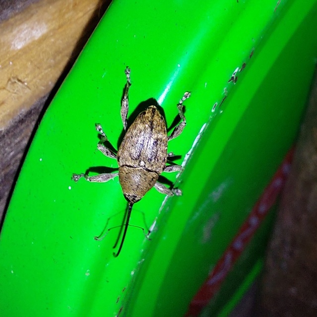 Curculio glandium - tölgymakkzsuzsóka
