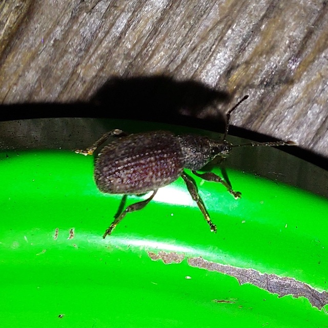 Otiorhynchus rugosostriatus - szamóca-gyalogormányos