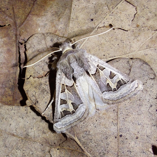 Episema glaucina - fogasjegyű liliombagoly