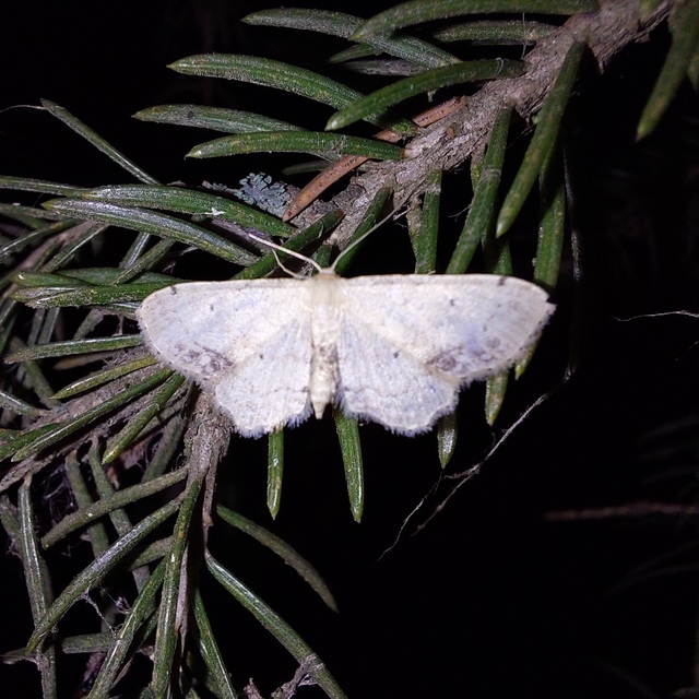 Idaea dimidiata - gyakori apróaraszoló