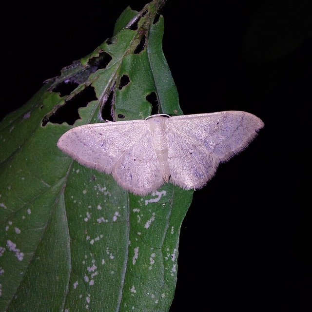 Idaea straminata - szalmasárga sávosaraszoló