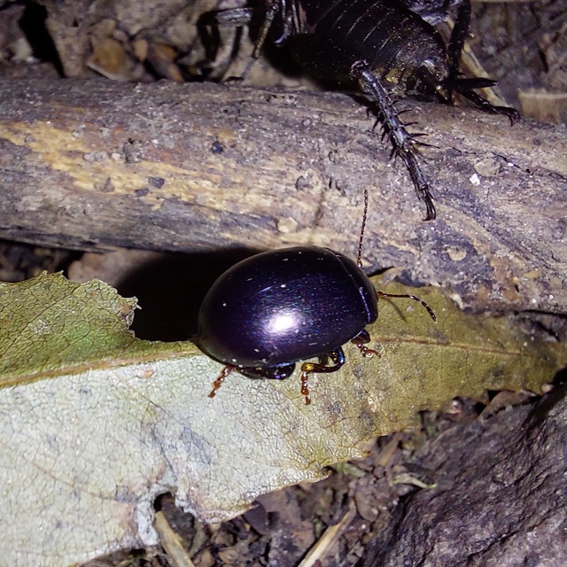 Chrysolina sturmi - vöröslábú levelész