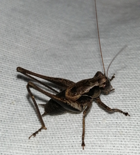 Pholidoptera griseoaptera - szürke avarszöcske