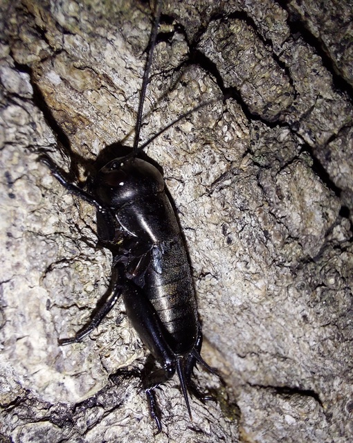 Gryllus campestris - mezei tücsök