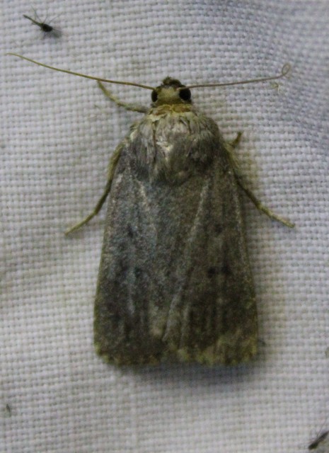 Amphipyra tragopoginis - bakszakállbagoly