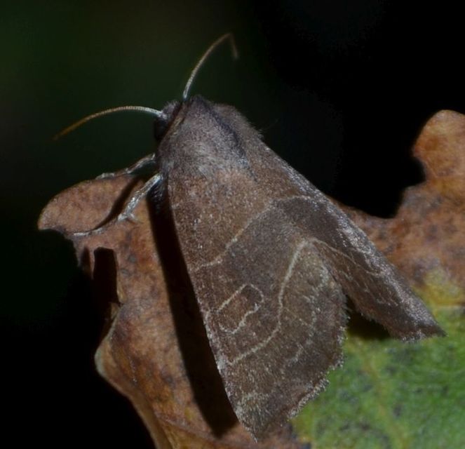Atethmia ambusta - körtebagoly