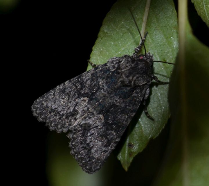 Dryobotodes monochroma - szürke tölgybagoly