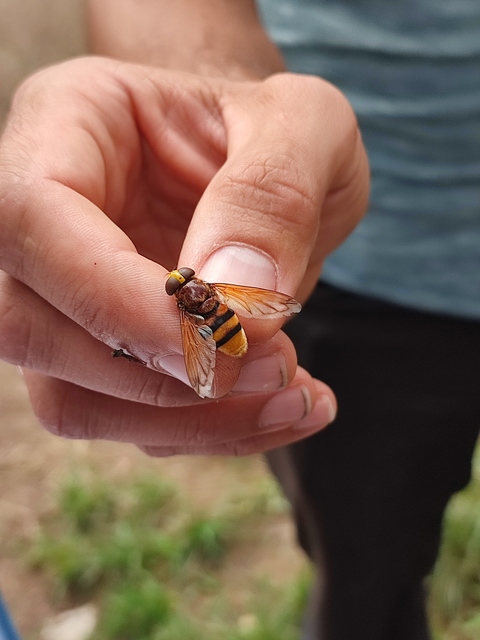 Volucella zonaria - kétöves pihelégy