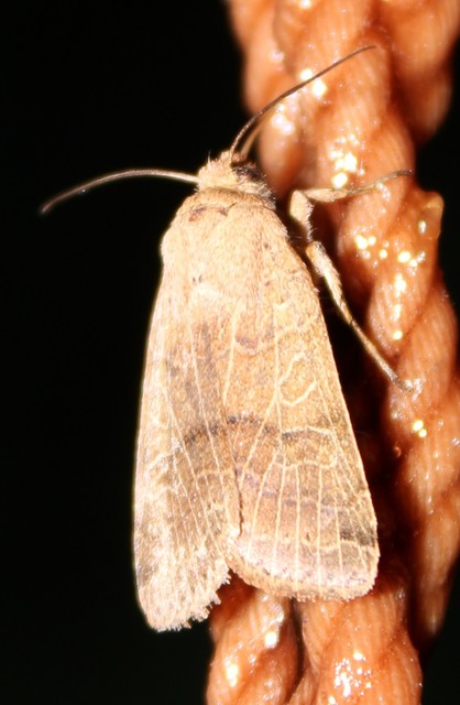 Anchoscelis nitida - rozsdabarna őszibagoly