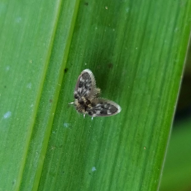 Psychodidae - lepkeszúnyogok