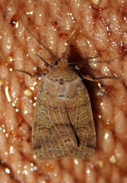 Anchoscelis nitida - rozsdabarna őszibagoly