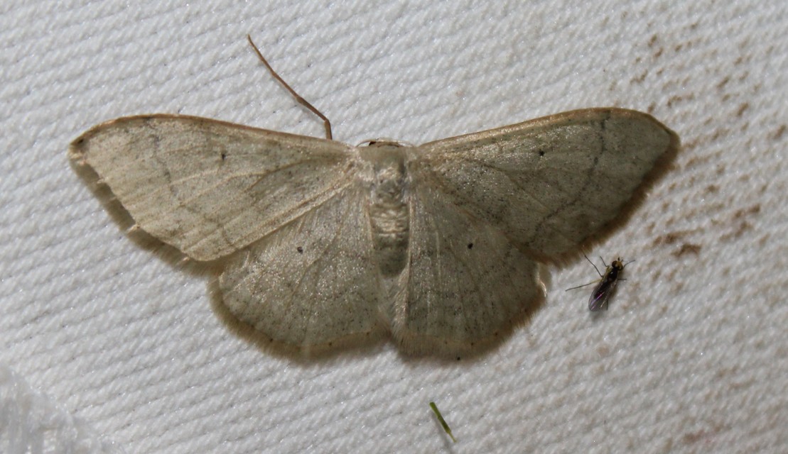 Idaea straminata - szalmasárga sávosaraszoló