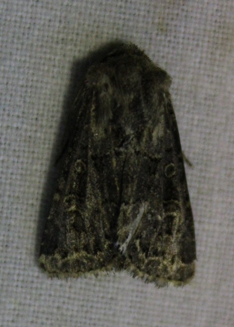 Tholera cespitis - sötét fésűsbagoly